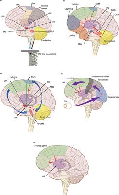 Corrigendum: Neural Correlates of Freezing of Gait in Parkinson's Disease: An Electrophysiology Mini-Review